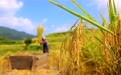 诗意中国丨乐哉今岁事，天末稻云黄(3)#