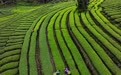 春到茶山采茶忙(6)#