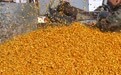 大豆玉米带状复合种植如何实现一地双收？