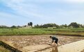 创新机制保障春灌，精准供水润泽沃野——东风渠灌区破解跨县支渠用水难题