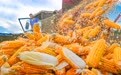 镜观中国·新华社国内新闻照片一周精选丨全国秋粮收获过四成