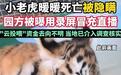 动物园隐瞒小老虎死讯骗打赏，粉丝的钱哪儿去了该查清