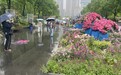 “贵在人少！”下雨天，游客们撑伞也要逛武汉都市圈花展拍美片