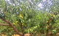 川流不息润蜀野 大邮可为庆丰收 --邮储银行四川省分行金融活水护航巴蜀秋收季