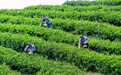 重庆荣昌：春茶采摘正当时(3)