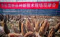 成都“菜篮子”上新：本地羊肚菌亩产破1000公斤，远销海外