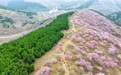 山东淄博：桃红松绿 漫山春光(2)