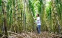 秋日收获忙(4)#