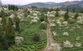 在茶园里品味春天(12)#