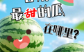 甘肃最甜的瓜，在哪里？