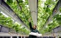 山东茌平：智慧农业赋能高质量发展 绘就工农融合新画卷(4)