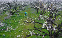 安徽砀山：梨花盛开点燃春日经济(8)