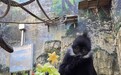 石排灣郊野公園黑葉猴身體不適暫停對外展示