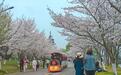 点石成金，樱你而来，黄石团城山樱花怒放，文旅盛宴邀全国游客赴春约