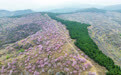 山东淄博：桃红松绿 漫山春光