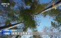 视频丨一年千篙 古稀夫妻“撑”起百年会船传承