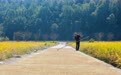 诗意中国丨墙头累累柿子黄 人家秋获争登场(10)#