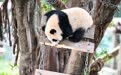 重庆动物园大熊猫户外享暖阳(1)