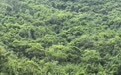 “游客脚滑，大动脉被树枝插穿身亡，年仅40岁”，网红打卡地夺命诱因披露