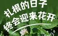 薯嘟宝带你看“洋芋花开赛牡丹”