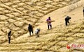 陇拍客|高台：密织“格子衫” 护绿锁“黄龙”
