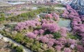 万株樱花如云似霞，长江新区樱海园成新晋打卡地