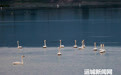 【天鹅栖三湾 湿地入画来】连日降温，百余只越冬的大天鹅如约飞抵平陆黄