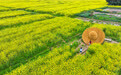 美丽中国丨重庆潼南：油菜花开迎客来(4)
