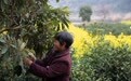 美丽中国｜春拂新安江 碧水绕徽州(4)