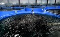 山东茌平：智慧农业赋能高质量发展 绘就工农融合新画卷