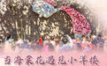 文旅新探｜当海棠花遇见小洋楼，天津最美的春天藏在这里