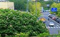 【#成都芙蓉进入最佳观赏期#！送你一片美景】进入秋天后，枝头上的热闹