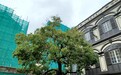市政署持續救治病弱及受損樹木 加強養護保障公共安全
