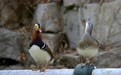 春风送暖  候鸟齐飞(3)#