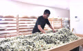 风雨磨砺香如故——横州茉莉花灾后恢复生产(8)