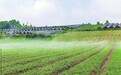 大关：良田种出好药材