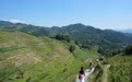 美丽中国丨秋韵紫鹊界 梯田入画来(1)