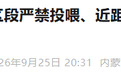 官方紧急声明：熊出没，严禁投喂