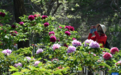 北京圆明园：谷雨赏牡丹