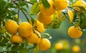 中国迎来香柚(YUZU)产业窗口期