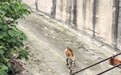 四川隆昌一动物园的老虎“瘦成纸片”，文旅局：已派专人到现场核实