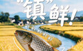 好品中国 | “碱巴拉”变身“米粮川”