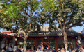 北京“丹柿小院”秋色引游人
