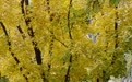 北京秋渐浓(5)