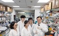 科学家解密心脏的天然“搭桥”，有望为心梗患者提供温和疗法