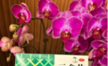 尿路感染反复发作吃什么药？中成药调理与科学防治指南