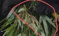 重庆动物园大熊猫食用的竹子发霉出现斑点？工作人员回应