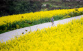 重庆石柱：千亩油菜花绽放美丽经济(2)