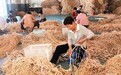 地标中国行｜年产6万箱 大丰东沙紫菜如何“鲜”行天下
