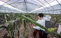 浙江慈溪：初秋时节家庭农场迎丰收(2)